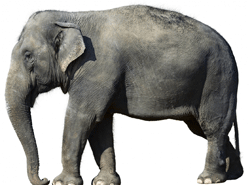 загадки про хобот слона