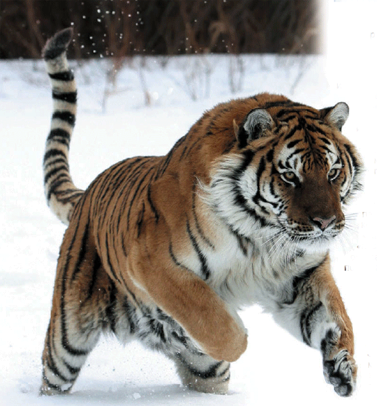 Амурский тигр - животное Красной книги России -сообщение