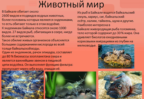 животный мир Байкала