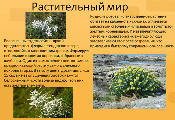растительный мир Байкала