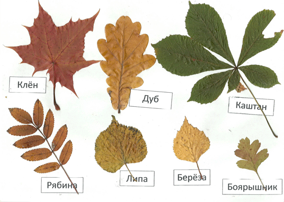 пример гербария для школы