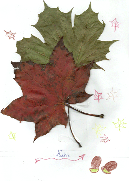 листья клена