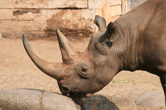 какой длины рог черного носорога