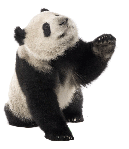 панда сообщение 4 класс