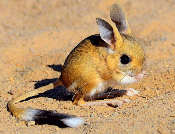 тушканчик - животные пустыни