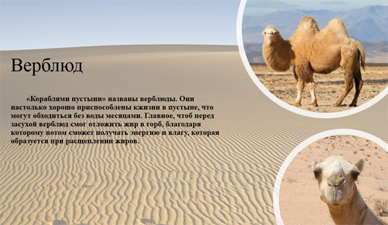 Животный мир пустыни - окружающий мир