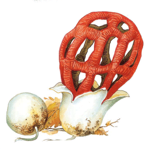 грибы красной книги - решеточник красный