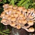 загадки про грибы